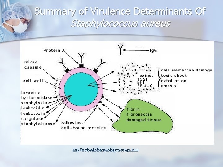 Summary of Virulence Determinants Of Staphylococcus aureus n http: //textbookofbacteriology. net/stap h. html http: