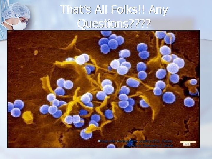 That’s All Folks!! Any Questions? ? n. Staph cells attaching photo courtesy of Dr.