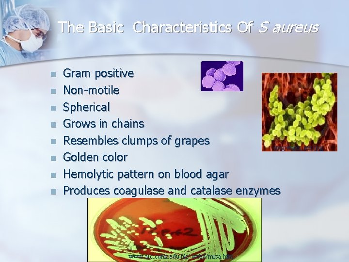 The Basic Characteristics Of S aureus n n n n Gram positive Non-motile Spherical