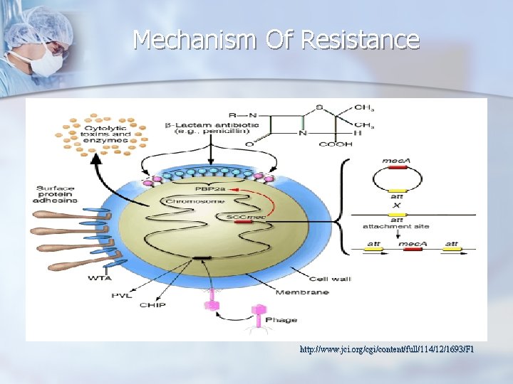 Mechanism Of Resistance n http: //www. jci. org/cgi/content/full/114/12/1693/F 1 