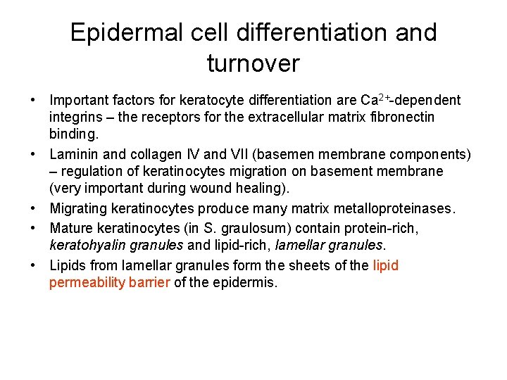 Epidermal cell differentiation and turnover • Important factors for keratocyte differentiation are Ca 2+-dependent