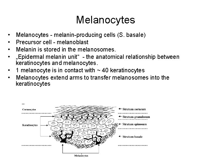 Melanocytes • • Melanocytes - melanin-producing cells (S. basale) Precursor cell - melanoblast Melanin