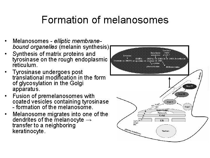 Formation of melanosomes • Melanosomes - elliptic membranebound organelles (melanin synthesis). • Synthesis of