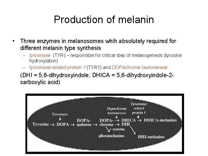 Production of melanin • Three enzymes in melanosomes whih absolutely required for different melanin