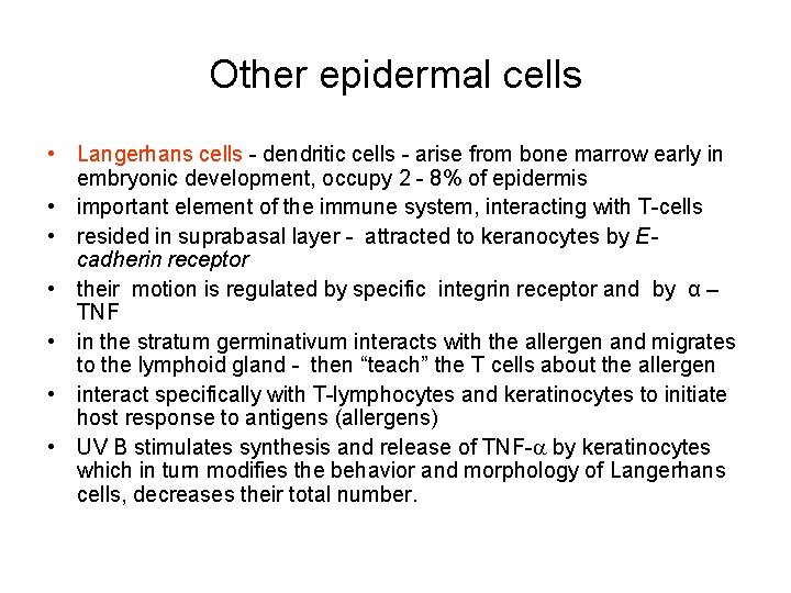 Other epidermal cells • Langerhans cells - dendritic cells - arise from bone marrow