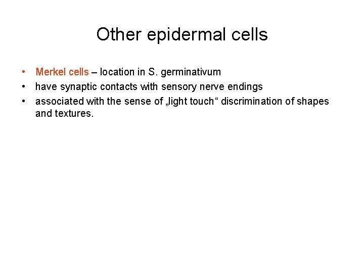 Other epidermal cells • Merkel cells – location in S. germinativum • have synaptic