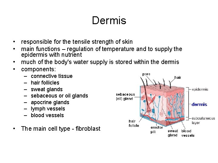 Dermis • responsible for the tensile strength of skin • main functions – regulation