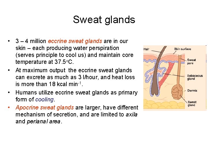 Sweat glands • 3 – 4 million eccrine sweat glands are in our skin