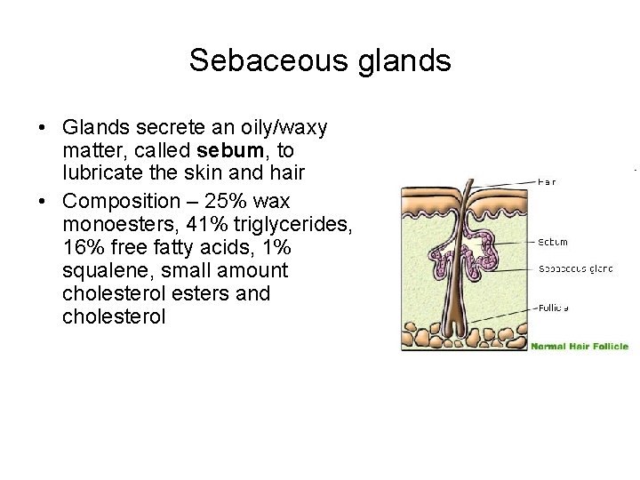 Sebaceous glands • Glands secrete an oily/waxy matter, called sebum, to lubricate the skin