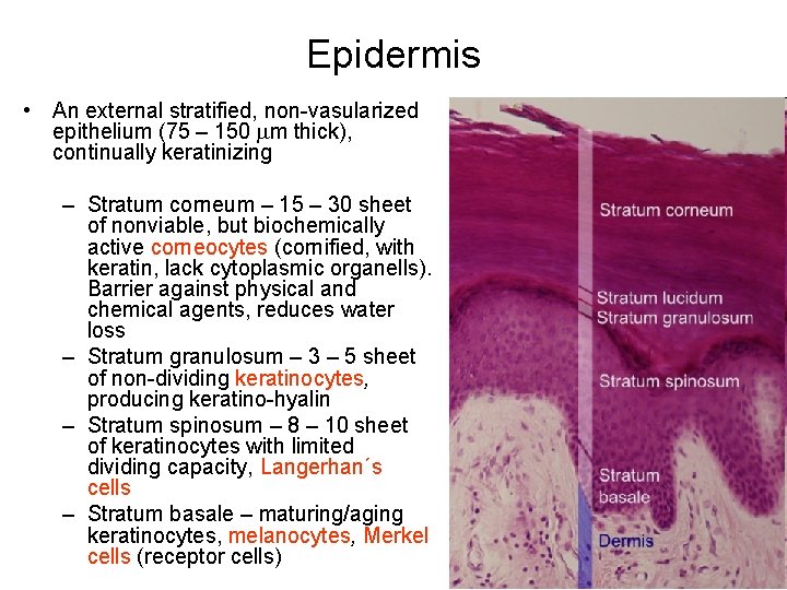 Epidermis • An external stratified, non-vasularized epithelium (75 – 150 mm thick), continually keratinizing