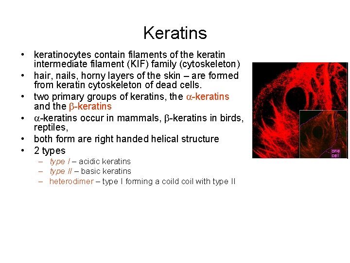 Keratins • keratinocytes contain filaments of the keratin intermediate filament (KIF) family (cytoskeleton) •