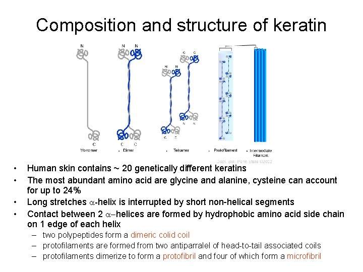 Composition and structure of keratin • • Human skin contains ~ 20 genetically different