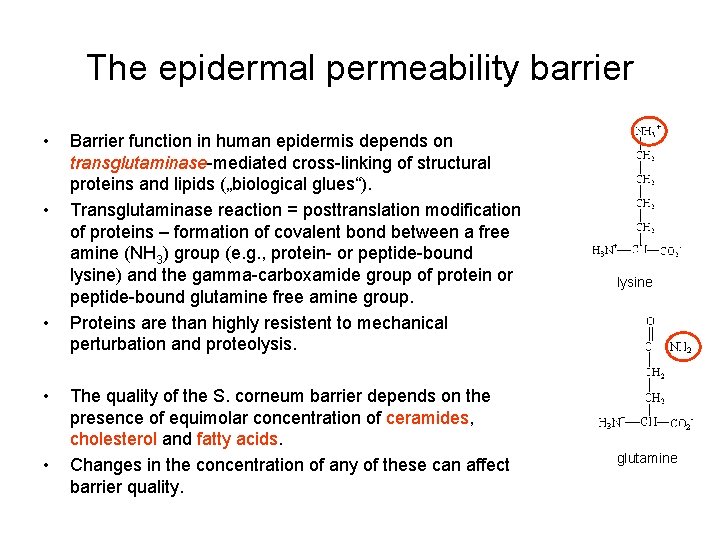 The epidermal permeability barrier • • • Barrier function in human epidermis depends on