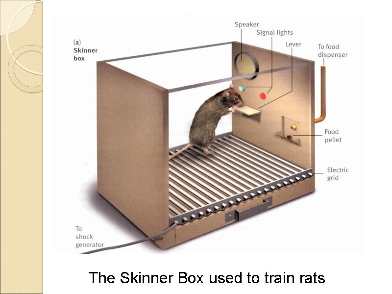 The Skinner Box used to train rats 