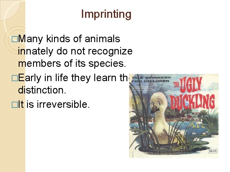 Imprinting �Many kinds of animals innately do not recognize members of its species. �Early