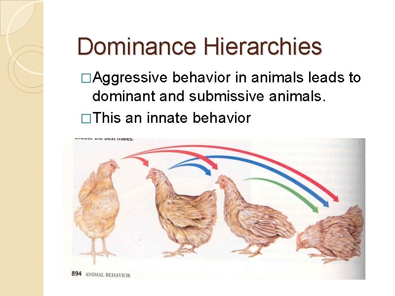 Dominance Hierarchies �Aggressive behavior in animals leads to dominant and submissive animals. �This an