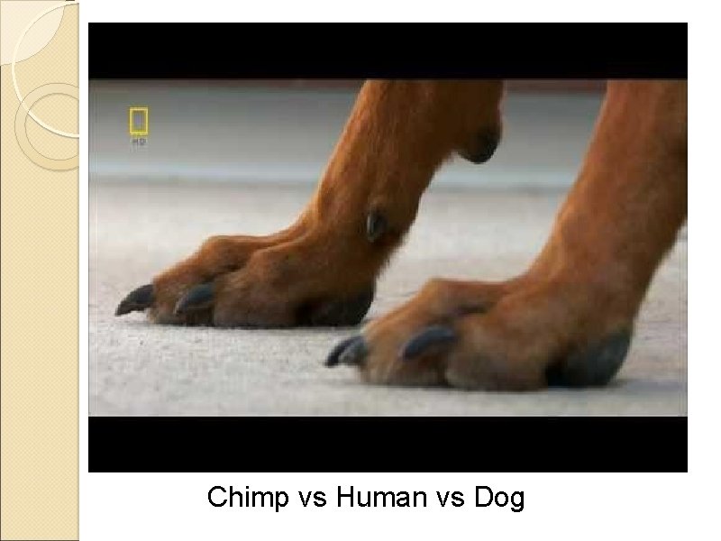 Chimp vs Human vs Dog 