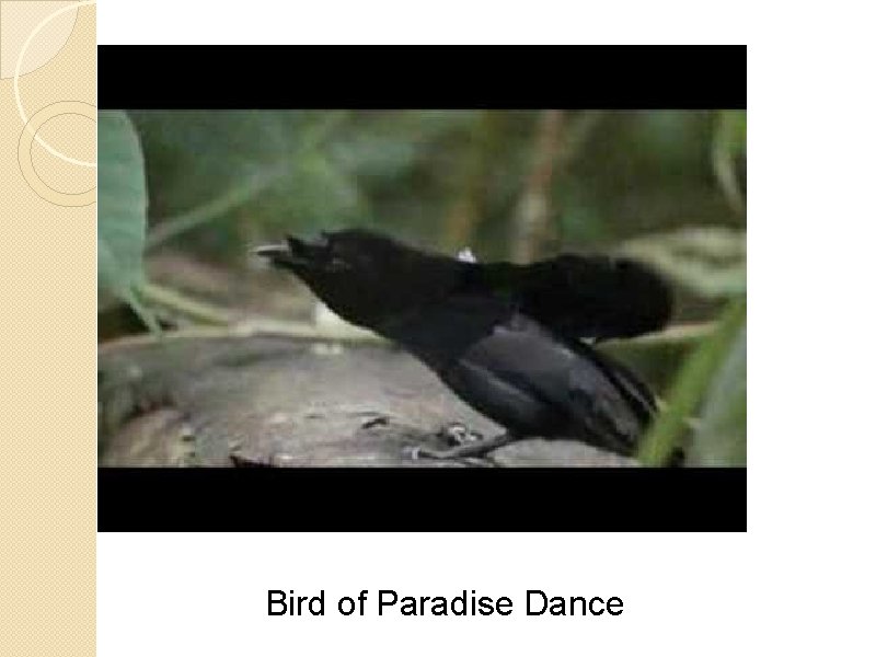 Bird of Paradise Dance 