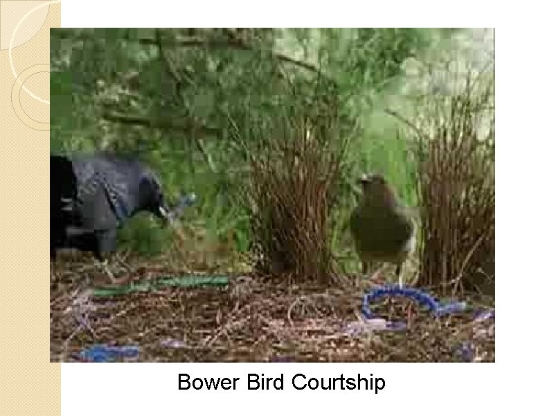 Bower Bird Courtship 