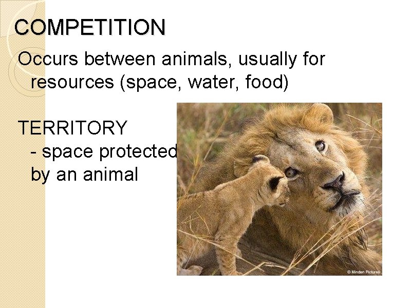 COMPETITION Occurs between animals, usually for resources (space, water, food) TERRITORY - space protected