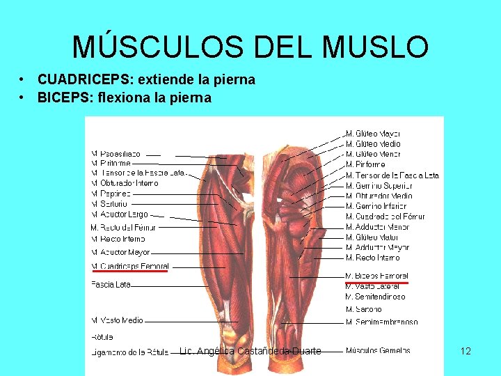 MÚSCULOS DEL MUSLO • CUADRICEPS: extiende la pierna • BICEPS: flexiona la pierna Lic.