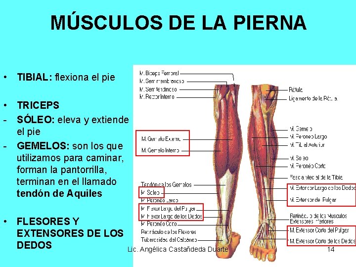 MÚSCULOS DE LA PIERNA • TIBIAL: flexiona el pie • TRICEPS - SÓLEO: eleva