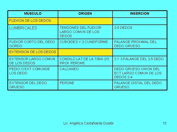 MUSCULO ORIGEN INSERCION FLEXION DE LOS DEDOS LUMBRICALES TENDONES DEL FLEXOR LARGO COMUN DE