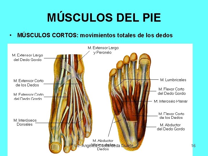 MÚSCULOS DEL PIE • MÚSCULOS CORTOS: movimientos totales de los dedos Lic. Angélica Castañdeda