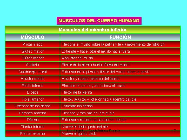 MUSCULOS DEL CUERPO HUMANO Músculos del miembro inferior MÚSCULO FUNCIÓN Psoas-ilíaco Flexiona el muslo