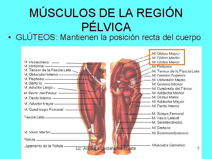 MÚSCULOS DE LA REGIÓN PÉLVICA • GLÚTEOS: Mantienen la posición recta del cuerpo Lic.