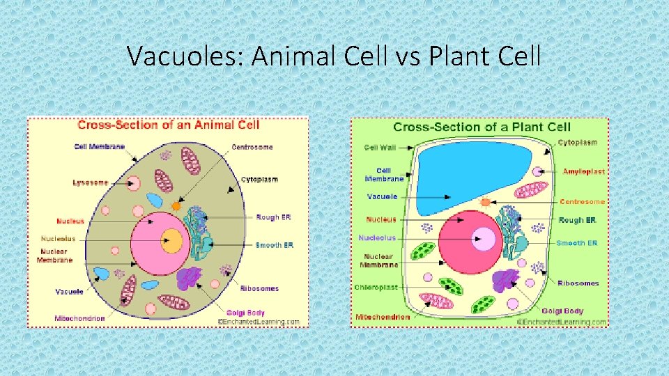 Vacuoles: Animal Cell vs Plant Cell 