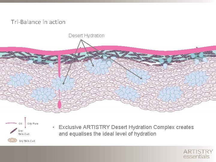 Tri-Balance in action Desert Hydration Oily Pore Dry Skin Cell • Exclusive ARTISTRY Desert