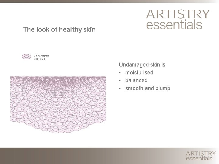 The look of healthy skin Undamaged Skin Cell Undamaged skin is • moisturised •