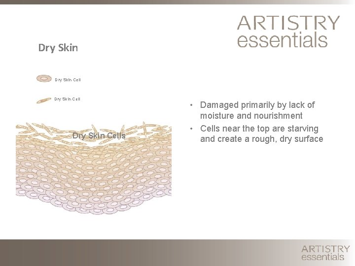 Dry Skin Cells • Damaged primarily by lack of moisture and nourishment • Cells