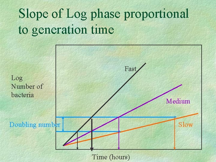 Slope of Log phase proportional to generation time Fast Log Number of bacteria Medium