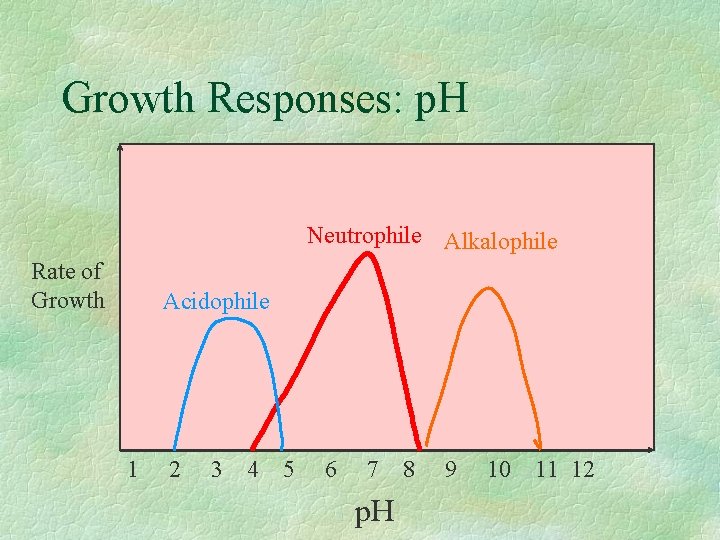 Growth Responses: p. H Neutrophile Alkalophile Rate of Growth Acidophile 1 2 3 4