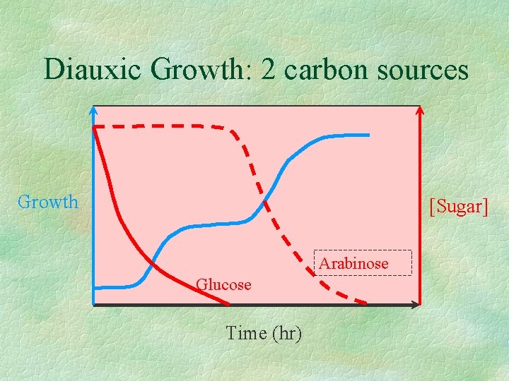 Diauxic Growth: 2 carbon sources Growth [Sugar] Arabinose Glucose Time (hr) 