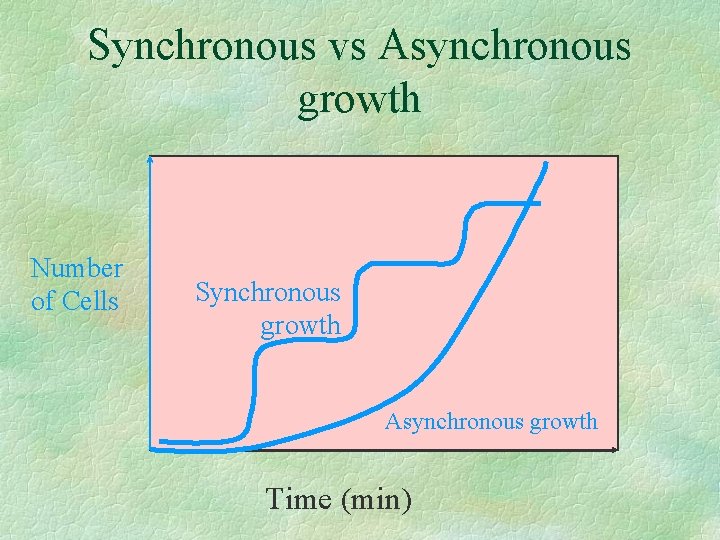 Synchronous vs Asynchronous growth Number of Cells Synchronous growth Asynchronous growth Time (min) 