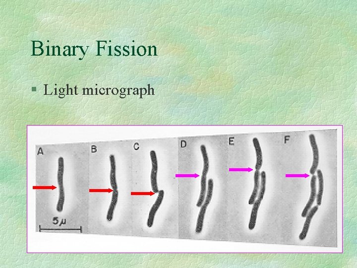 Binary Fission § Light micrograph 