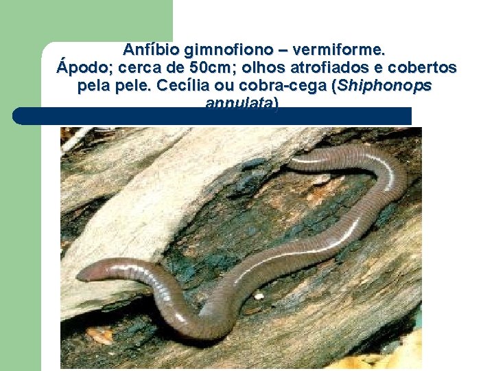 Anfíbio gimnofiono – vermiforme. Ápodo; cerca de 50 cm; olhos atrofiados e cobertos pela