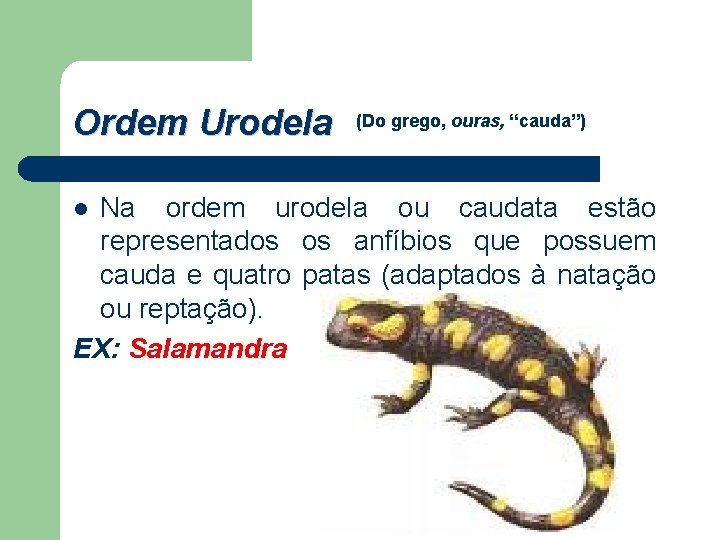 Ordem Urodela (Do grego, ouras, “cauda”) Na ordem urodela ou caudata estão representados os