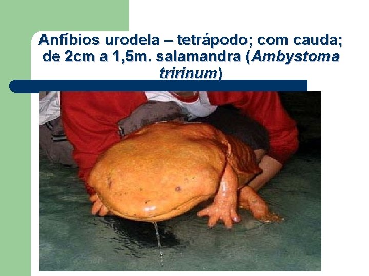 Anfíbios urodela – tetrápodo; com cauda; de 2 cm a 1, 5 m. salamandra