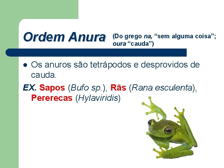 Ordem Anura (Do grego na, “sem alguma coisa”; oura “cauda”) Os anuros são tetrápodos