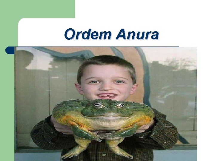 Ordem Anura 