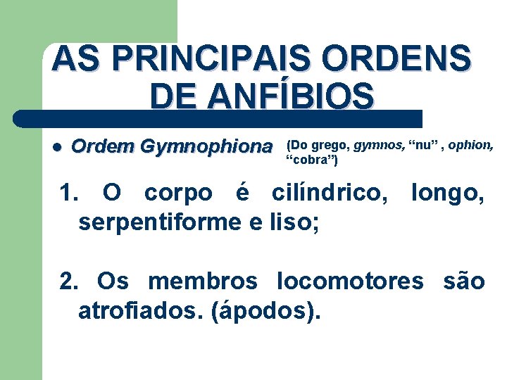 AS PRINCIPAIS ORDENS DE ANFÍBIOS l Ordem Gymnophiona (Do grego, gymnos, “nu” , ophion,