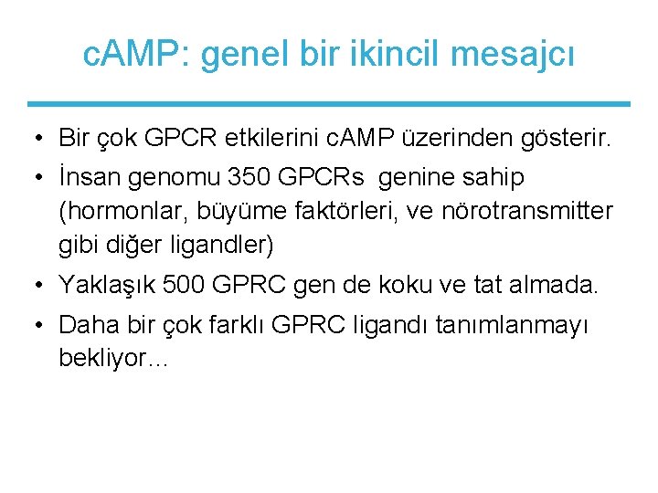 c. AMP: genel bir ikincil mesajcı • Bir çok GPCR etkilerini c. AMP üzerinden