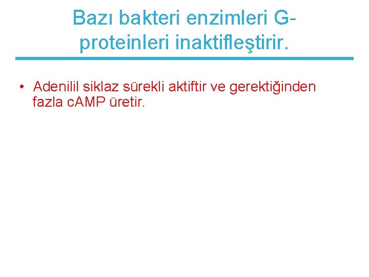 Bazı bakteri enzimleri Gproteinleri inaktifleştirir. • Adenilil siklaz sürekli aktiftir ve gerektiğinden fazla c.