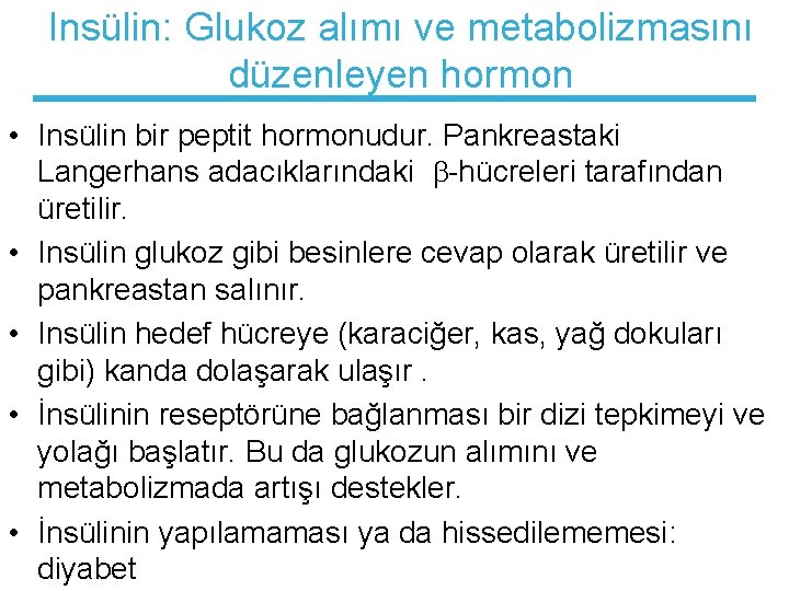 Insülin: Glukoz alımı ve metabolizmasını düzenleyen hormon • Insülin bir peptit hormonudur. Pankreastaki Langerhans