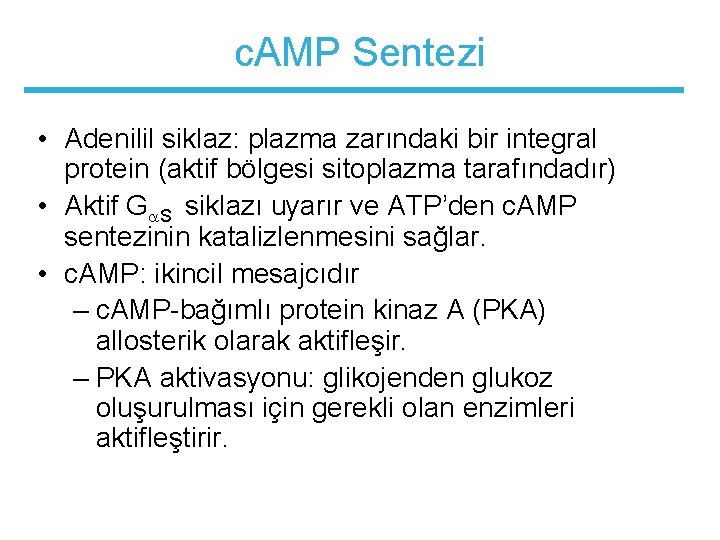 c. AMP Sentezi • Adenilil siklaz: plazma zarındaki bir integral protein (aktif bölgesi sitoplazma