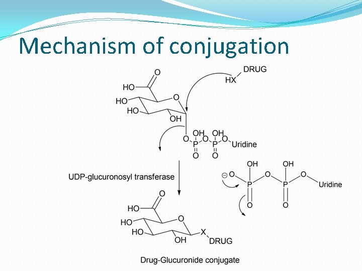 Mechanism of conjugation 